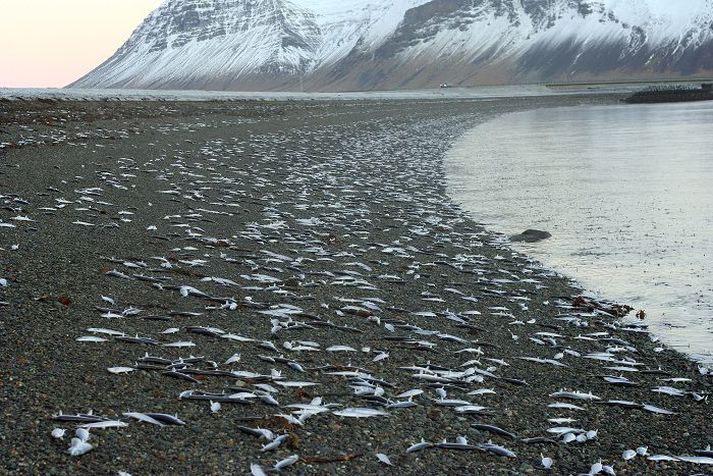 Síldin syndir á land í þúsunda vís og drepst. Fjöruborðið sýður af síld sem er að synda á land.