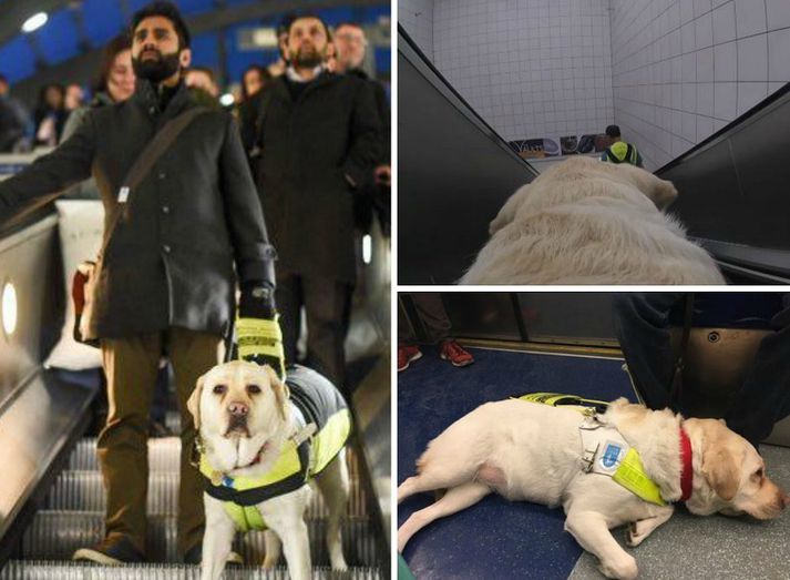 Patel leyfir fólki að koma með sér í ferðlag um London.