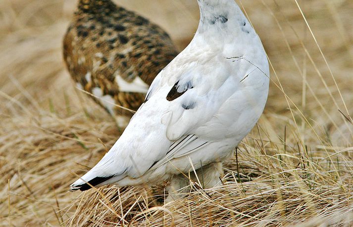 Fréttamynd