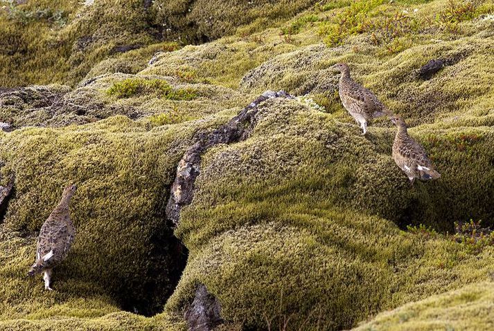 Sveiflur á stofni rjúpunnar hafa breyst mikið frá friðun hennar.