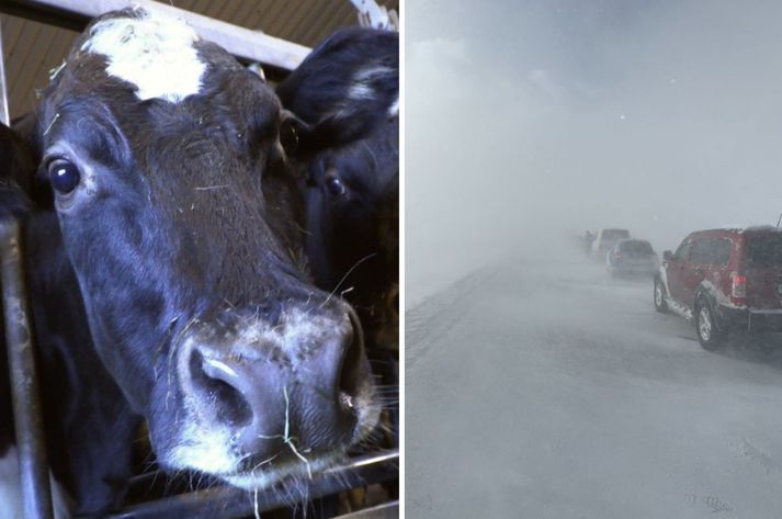 Gul viðvörun er í gildi á öllu norðanverðu landinu frá Ströndum til Austfjarða til miðnættis. Hægra megin má sjá mynd úr aðgerðum björgunarsveita á Vatnsskarði í dag. Kýrin hér til vinstri tengist frétt ekki beint heldur er hún af Suðurlandi. 