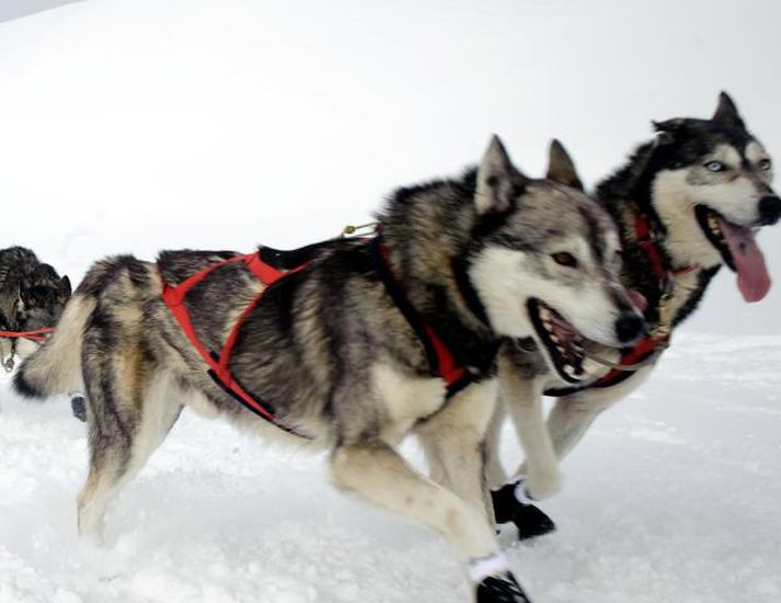 Maðurinn slátraði hundrað sleðahundum. Mynd/ afp.