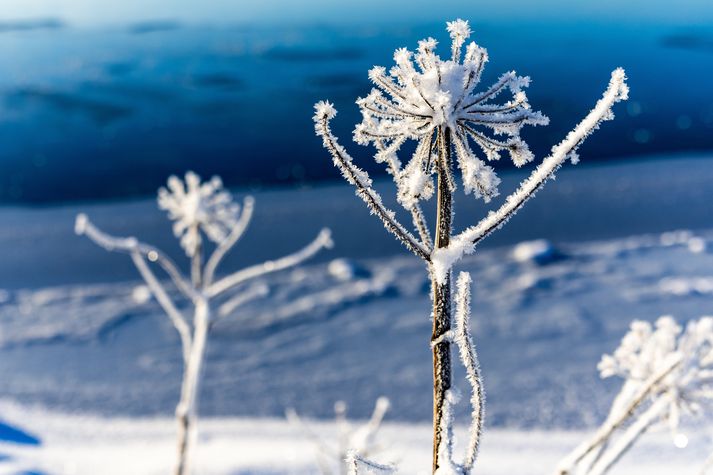 Nýjasta nafnið sem komst í gegnum Mannanafnanefnd var Snjókaldur.