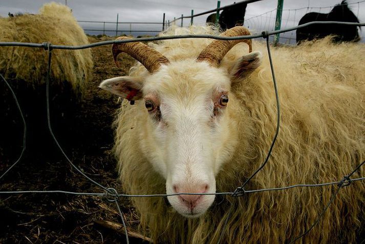 Laun bænda fyrir hverja kind verður um 2.500 krónur á hverja kind og lækka um 53 prósent