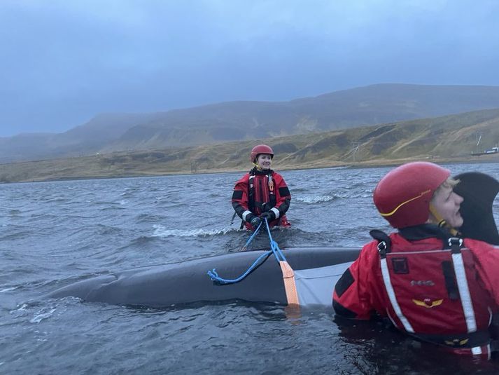 Björgunarsveitarfólk hefur skorðað dýrið af þannig að það velti ekki á hliðina á grynningunum.