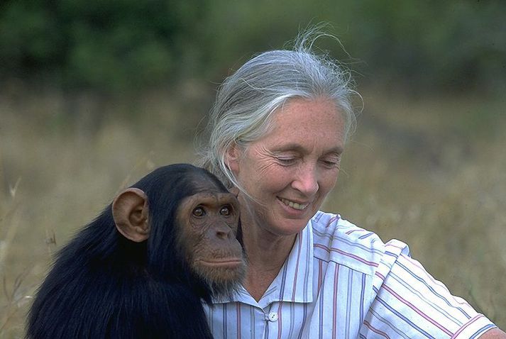Jane Goodall er talinn einn helsti sérfræðingur heimsins um simpansa.