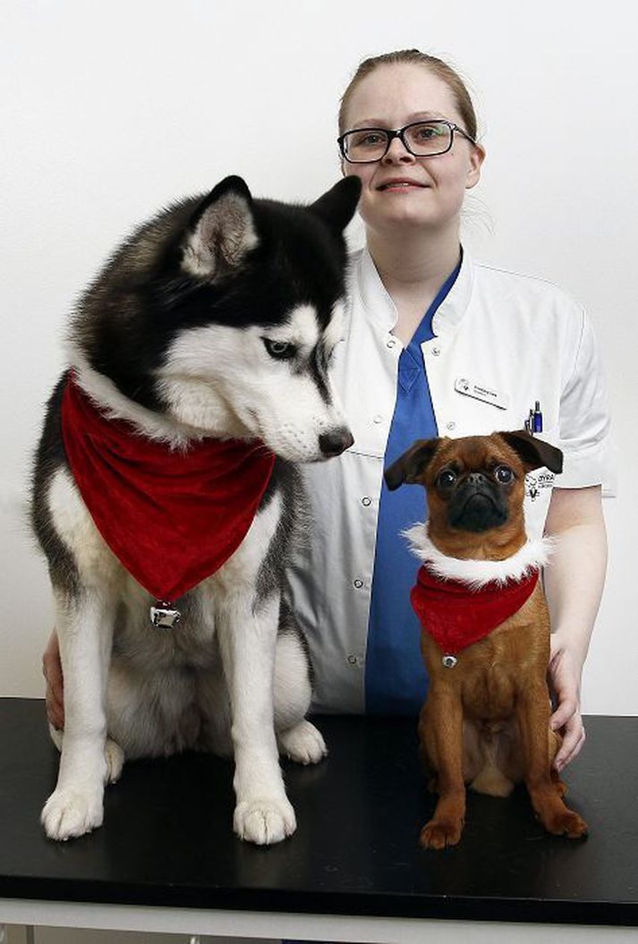 Hrafna, sem er af kyninu Siberian husky, og Gerard, af kyninu Petit brabancon, hjá Kristbjörgu Söru Thorarensen, dýralækni á Dýraspítalanum í Garðabæ. Hún segir að töluvert sé leitað á dýraspítalann með gæludýr í kringum hátíðirnar. 