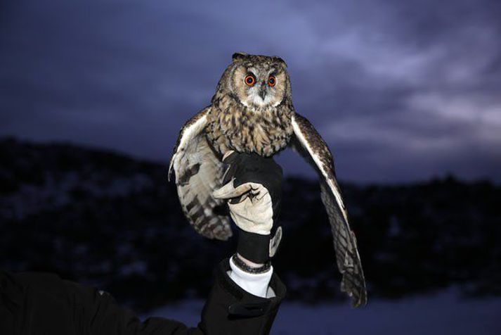 Uglunni var sleppt lausri í Vestmannaeyjum um helgina eftir dvölina á Náttúrugripasafninu.