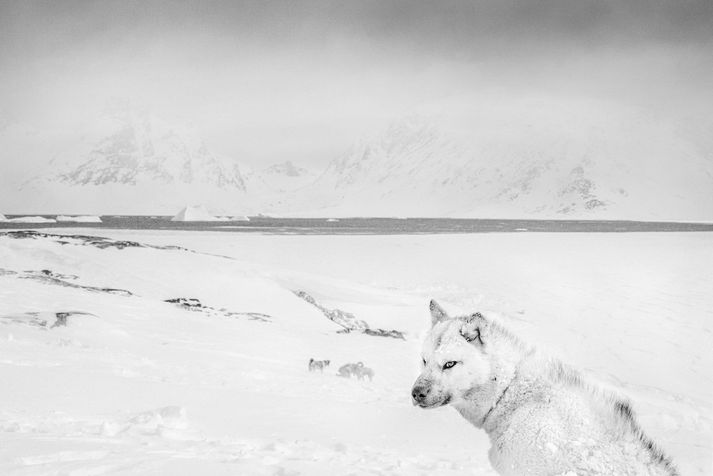 Ragnar Axelsson kynntist grimmri veröld veiðihunda á ferðum sínum um Grænland.