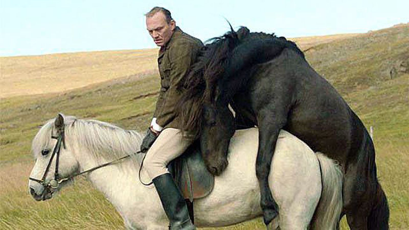 лечебная верховая езда. лошадь дурачится. лечебная верховая езда. иппотерапия. восточный ветер фильм.