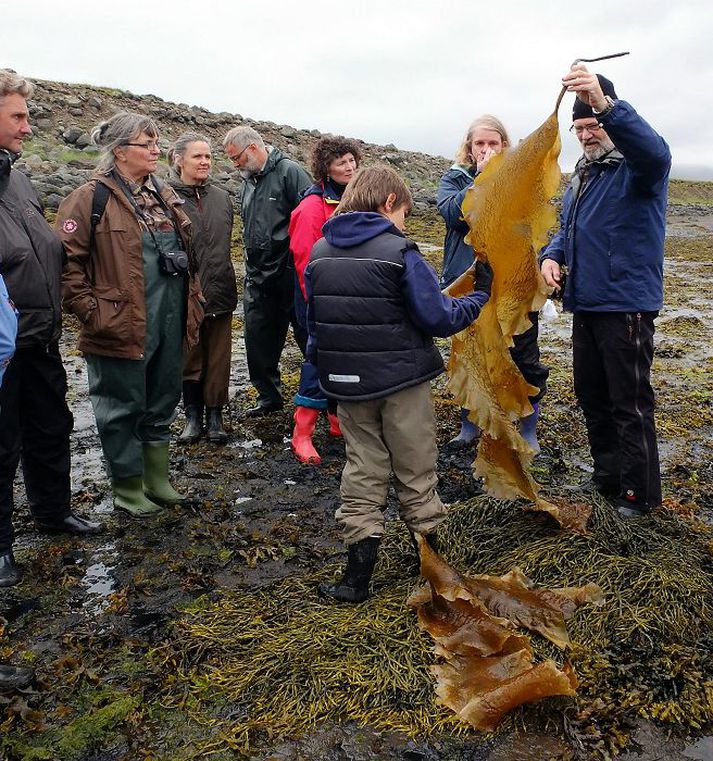 Hér er Karl í fjörugróðrinum en slíku góssi getum við eflaust þakkað að Egill Skallagrímsson tók á sig rögg og orti Sonatorrek