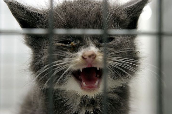 "Gott samstarf milli okkar og bæjarins er til mikilla hagsbóta fyrir alla bæjarbúa – svo ekki sé talað um dýrin okkar,“ segir Dýraverndunarfélag Hafnarfjarðar.