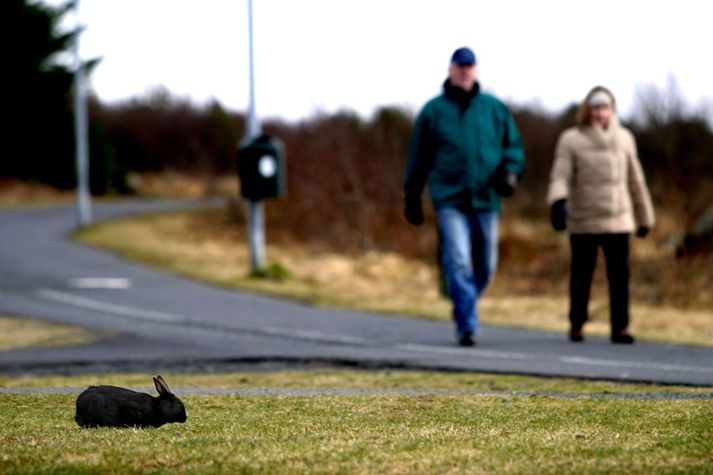 Þarna er allavega ein kanína.