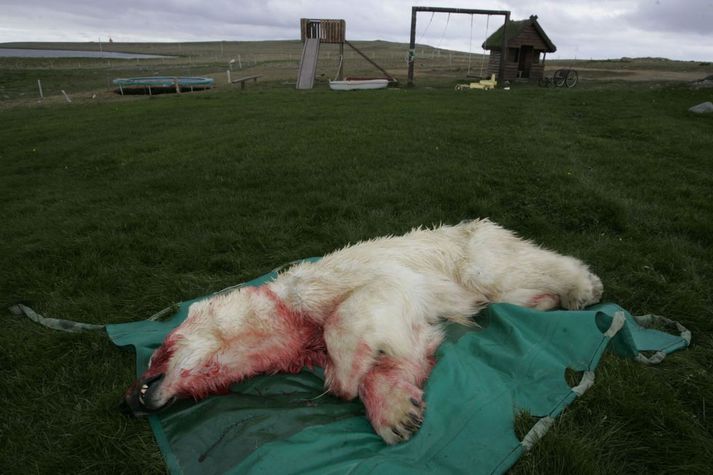 Ísbjörninn sem felldur var að Hrauni.