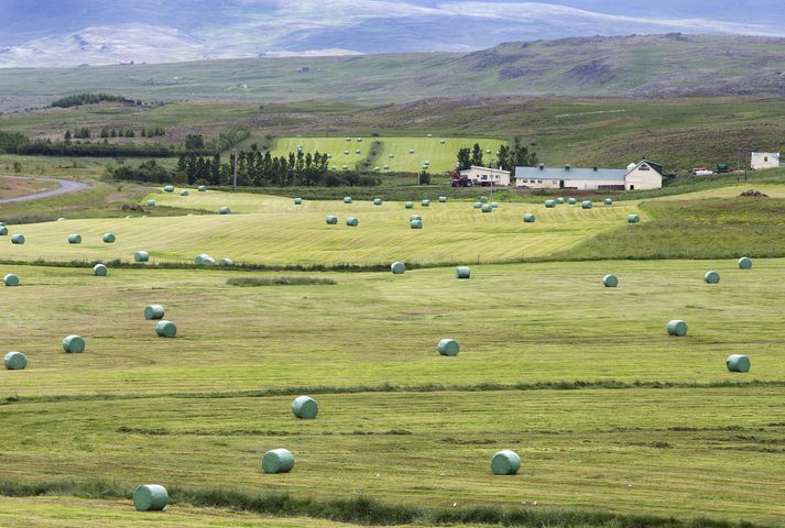 Staðan er grafalvarleg í Noregi vegna þurrka. Skera verður niður í kúastofninum takist ekki að útvega hey í tæka tíð.