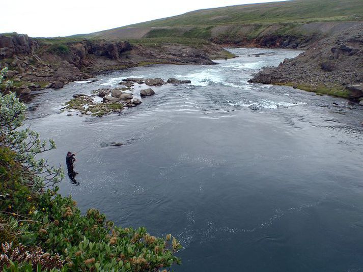 Rannsóknin náði meðal annars til Selár í Vopnafirði. Tímabilið frá 1975 var skoðað og eru þess greinileg merki að örlöxum hefur fjölgað, sérstaklega frá 2005.
mynd/orri vigfússon