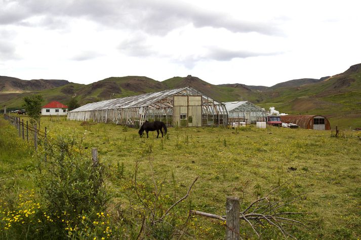 Útsendarar Fréttablaðsins veittu ástandi gróðarhúsa á Friðarstöðum eftirtekt á ferð sinni um Hveragerði í sumar.