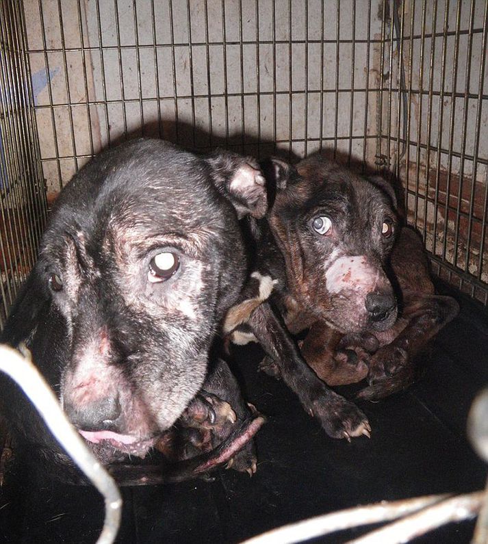 Hundarnir sem eru af tegundinni Staffordshire Bull Terriers inni í búrum sínum í 22 klukkustundir á dag.