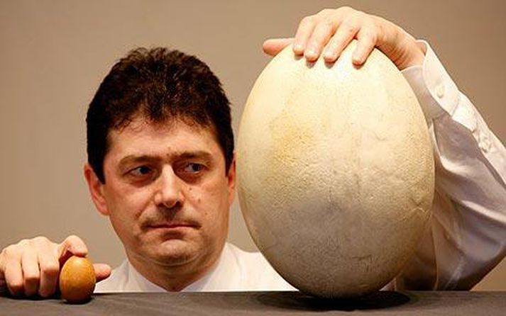 Egg fílafuglsins dugði sem máltíð fyrir stórfjölskylduna.