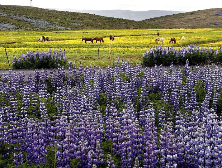 Skiptar skoðanir eru um ágæti lúpínunnar og rannsóknir á vistfræði hennar því mjög mikilvægar.fréttablaðið/gva