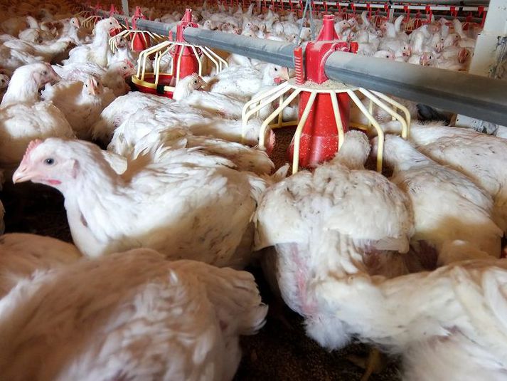 Salmonella í alifuglum hefur verið vöktuð í áratugi.
