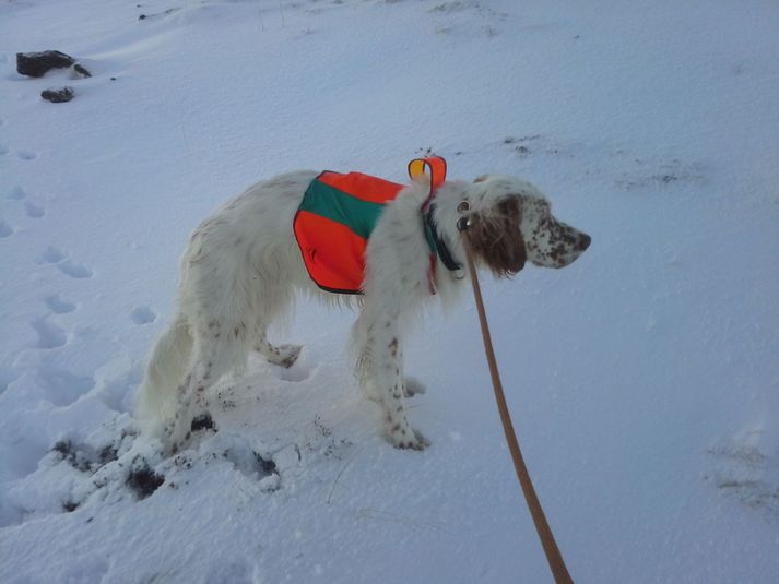 Hér má sjá Gringó skömmu eftir að hann fannst.
