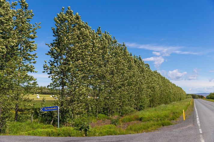 Frjókornin herja á marga landsmenn þessa dagana en ekki er öll von úti.