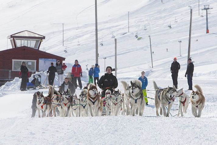 Haraldur Ólafsson beitti tuttugu hundum fyrir sleða sinn. Það er óopinbert Íslandsmet. Mynd/heida.is