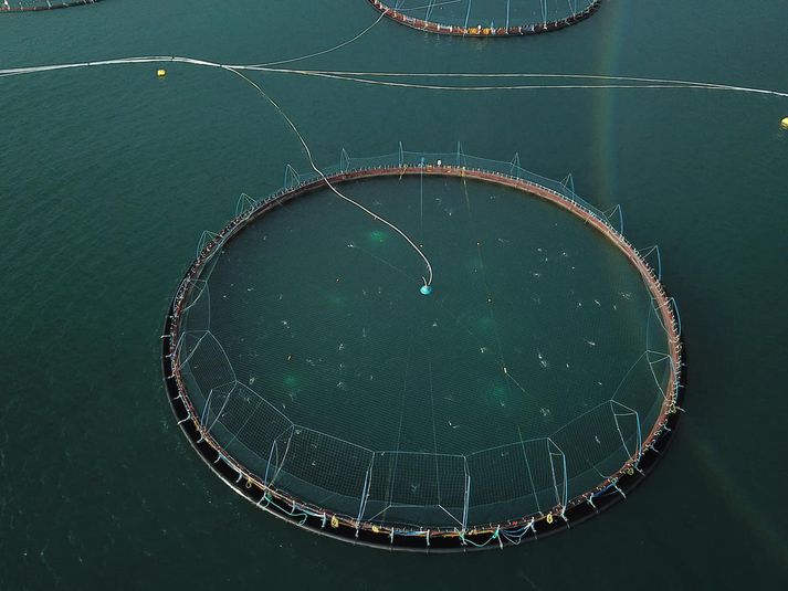 Matvælastofnun hefur óskað eftir því að opinber rannsókn fari fram vegna brota Artic Sea Farm á lögum um fiskeldi.