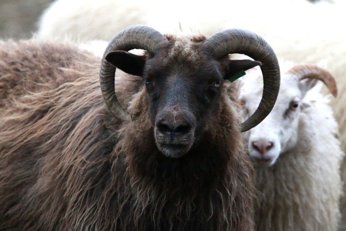 Sauðfé hefur sjaldan eða aldrei verið eins fátt í landinu og núna en í dag eru um fjögur hundruð þúsund vetrarfóðraðar kindur í landinu.