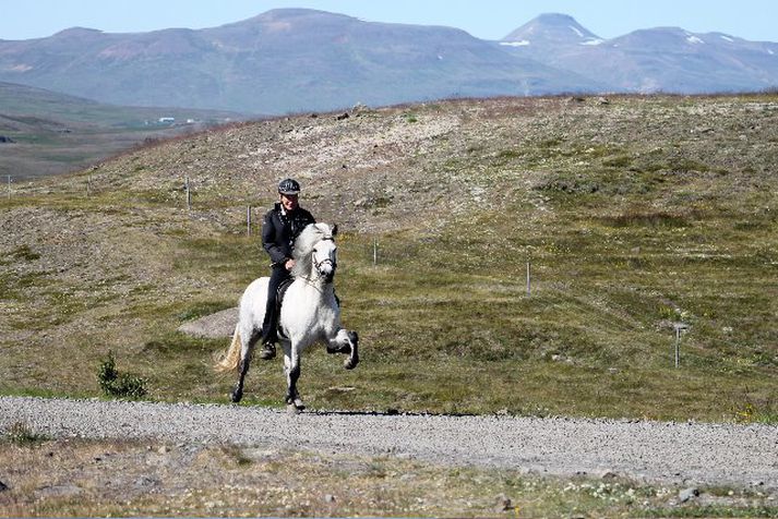 Á þessari mynd er Myrra, aðalstjarna myndarinnar. Hryssan þyrfti að vera lík henni.