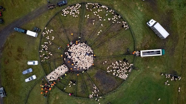 Réttir eru sums staðar orðnar að aðdráttarafli fyrir ferðamenn og vaxandi áhyggjur eru af velferð dýranna.