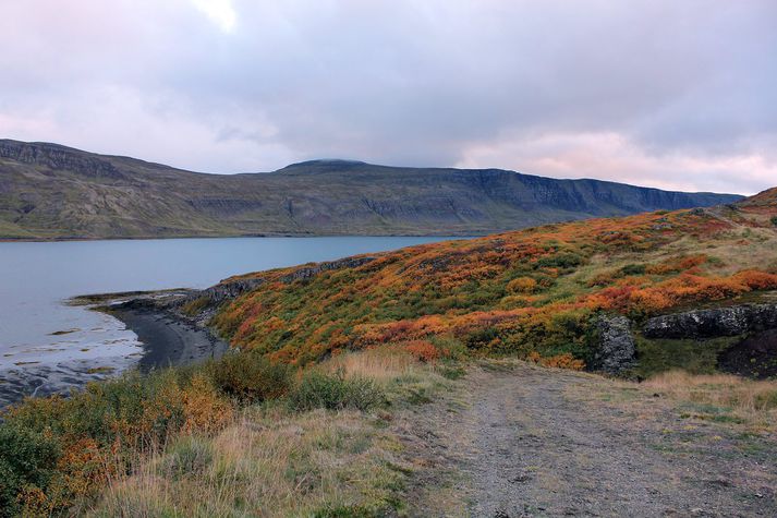 Úr Teigsskógi við Þorskafjörð. Með þeirri veglínu færist Vestfjarðavegur af tveimur hálsum, Hjallahálsi og Ódrjúgshálsi, og liggur í staðinn um láglendi.