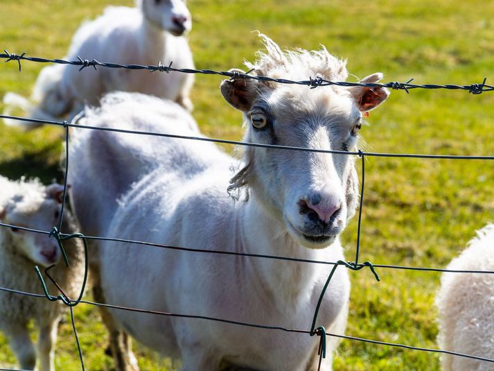 Aflífa þarf ríflega 700 kindur á bænum Syðri-Urriðaá vegna riðu. Myndin tengist fréttinni ekki beint. 