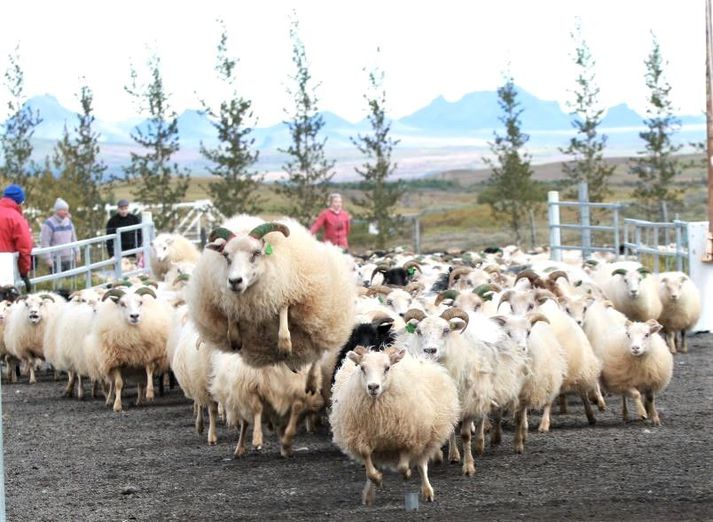 Um fimm þúsund fjár voru í Tungnaréttum. Bændur voru almennt ánægðir með lömbin og hvað þau komu falleg af fjalli.