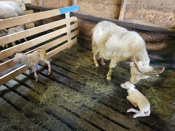 Sauðburður stendur nú yfir hjá sauðfjárbændum landsins. Hjá sumum er hann að ná hámarki þessa dagana, á meðan hann er komin langt á öðrum búum eða jafnvel við það að klárast.