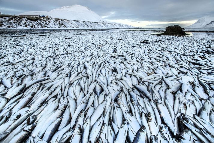 Síldin í Kolgrafarfirði í fyrra.