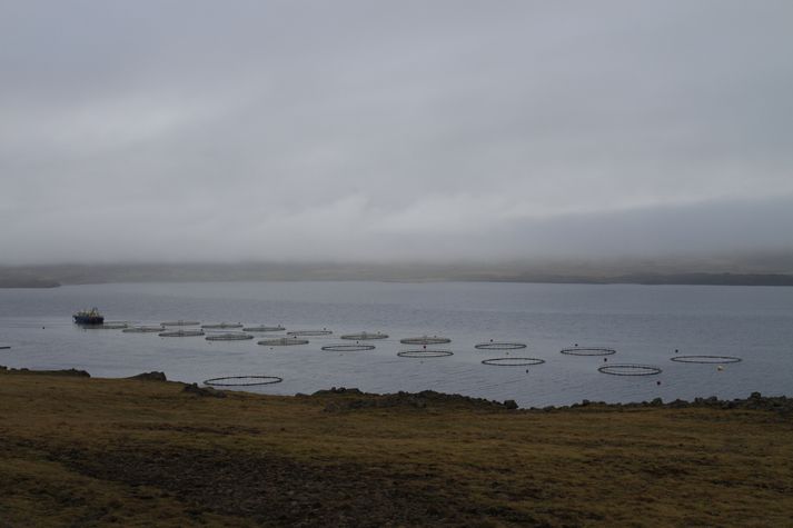 Slysaslepping hefur verið staðfest í Berufirði hjá Fiskeldi Austurlands - ekki í Önundarfirði.