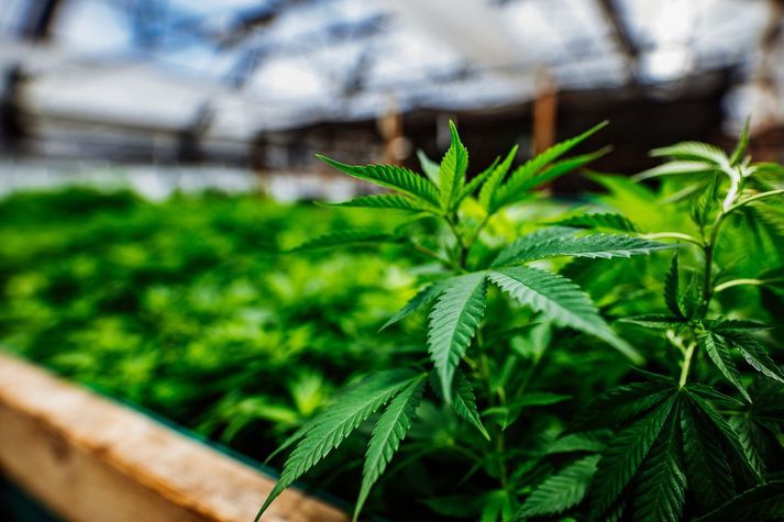 Cannabis homegrown in a greenhouse