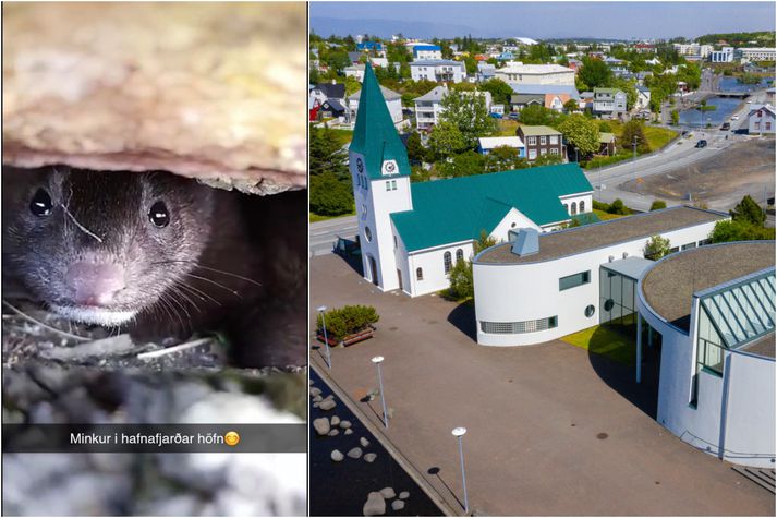 Mörgum Hafnfirðingnum sem leggur orð í belg er á því að þessi minkur sé mjög krúttlegur. Meðan aðrir vilja halda því til haga að hann er alhliða drápari og skaðræðisskepna.