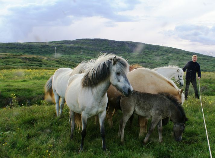 Hestarnir króaðir af. Það vafðist ekki fyrir Magnúsi og co að ná hrossunum og beisla. Þarna heldur söngvarinn um annan enda bands sem notað var til að ná hrossunum en Magnús á mjög góða hesta.