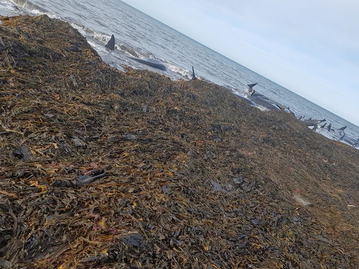 Frá fjörunni við Sauðanes í gær. Hvalirnir voru flestir lifandi þegar smalafólk kom að þeim en hafa nú verið aflífaðir.