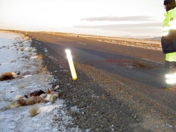 Ekið var á tvö hreindýr á Fljótsdalsheiði fyrir skömmu síðan.
