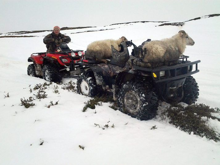 Í fyrra þurfti víða að bjarga kindum úr fönn eftir óveður.
