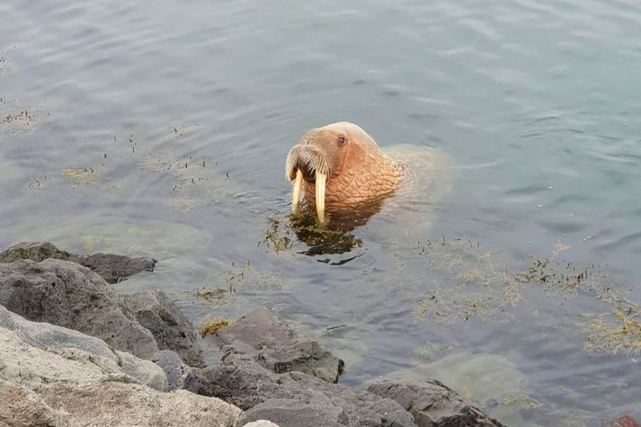 Rostungurinn synti samhliða Jóni sem hjólaði meðfram sjónum á leið í vinnuna. Þegar Jón hvarf frá strandlengjunni ákvað rostungurinn að synda út úr höfninni.