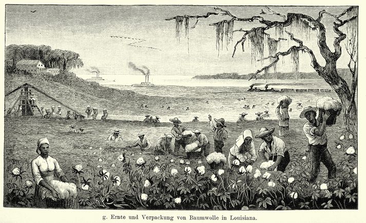 Teikning frá 19. öld af þrælum á bómullarakri í Louisiana.
