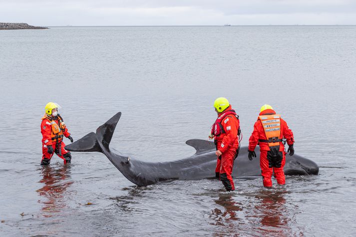 Björgunarsveitarmenn frá Ársæli aðstoða strandaðan Grindhval á Seltjarnarnesi í ágúst.