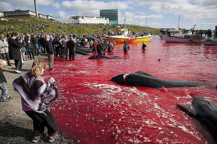 Fólk á öllum aldri þusti niður í fjöru og sumir klæddu sig úr skóm og sokkum til að leyfa rauðlituðum sjónum að leika við fæturna.mynd/Páll jökull