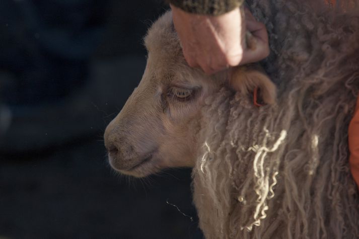 Riða fannst í sláturfé frá Urðum en MAST rannsakar þúsundir sláturgripa árlega til að stemma stigu við riðuveiki sem er afar hvimleiður sjúkdómur í sauðfé hér á landi.