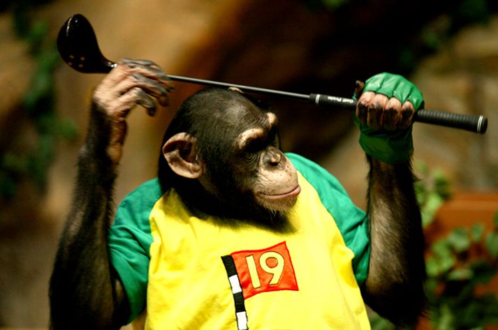 Simpansarnir nota ekki golfkylfur til að veiða heldur spjót